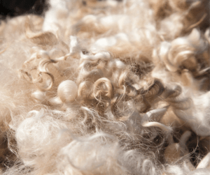 sheep wool as sustainable construction material